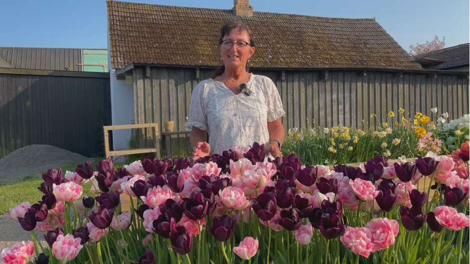 'Isabella' tulpanblandning